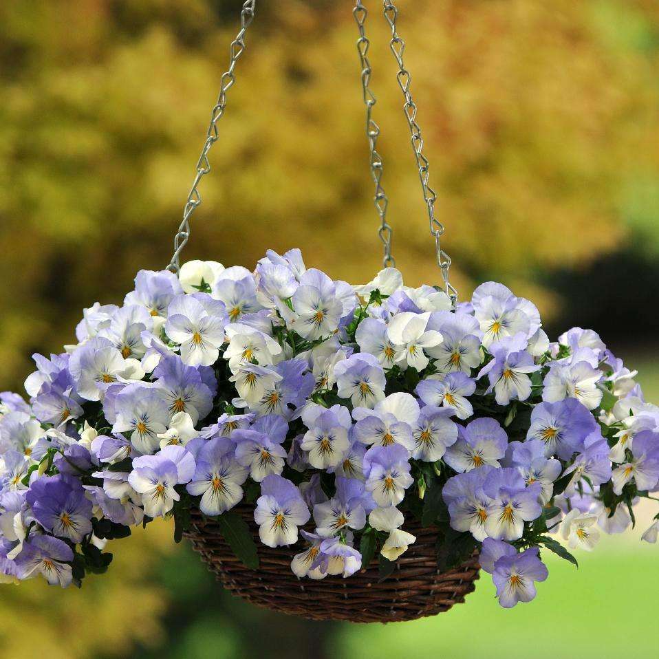 Frost Cool Wave, (F1) Viola Seeds | Urban Farmer